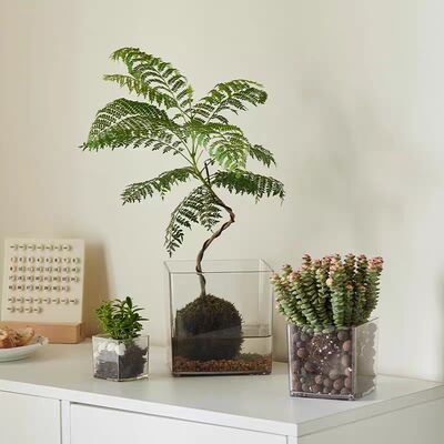 Customize Transparent Acrylic Storage Box Can Be Used to Display Plant